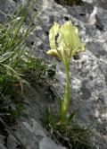 Iris lutescens